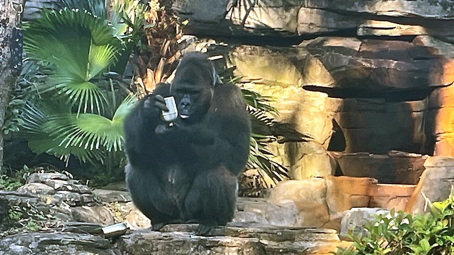 Morre Gino, o Gorila Mais Velho do Parque, aos 44 anos