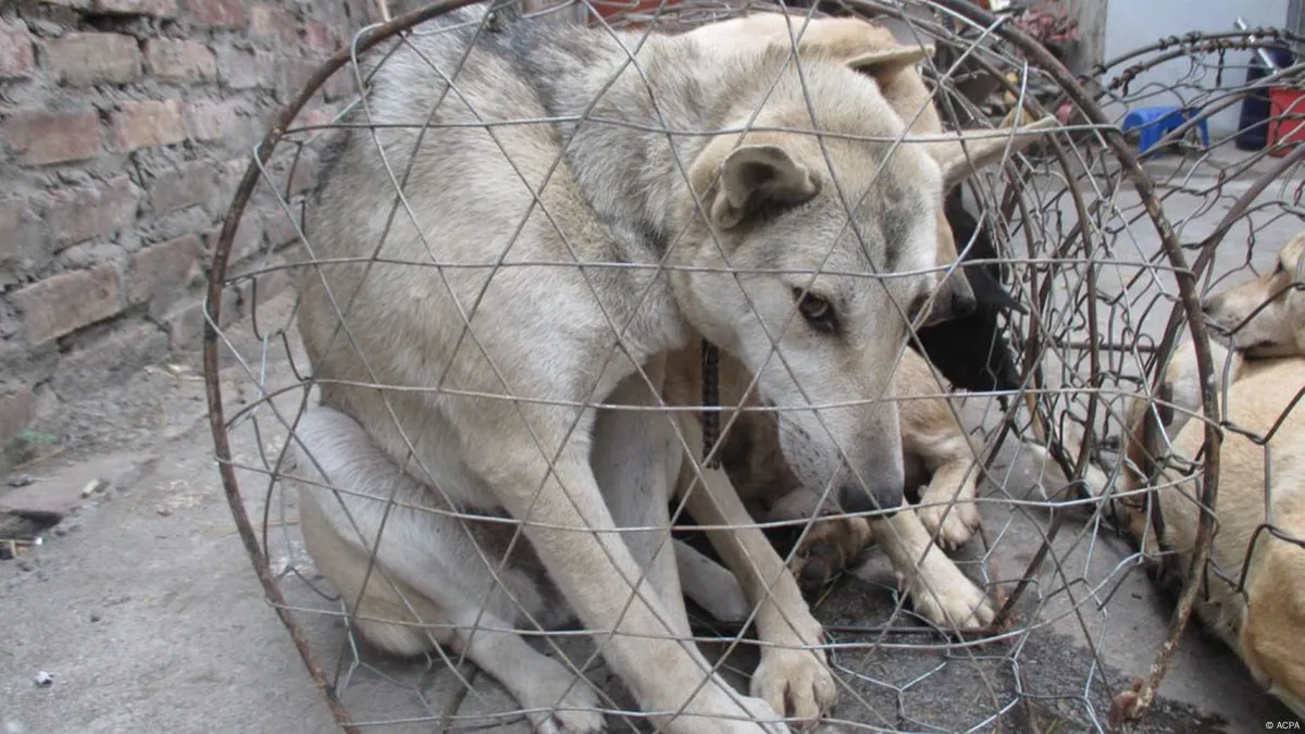 Carne de Cão em Moçambique? Suspeitas em Maputo e Nampula