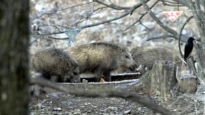 Espanha notifica 27 casos de peste suína africana