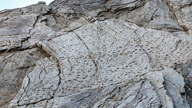 Milhares de pegadas de dinossauro descobertas na Lombardia