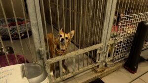 Bem-estar dos animais de companhia na UE: revolução na regulamentação