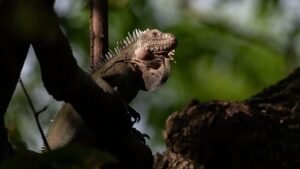 Anguila: iguanas em perigo agora prosperam em ilha dos lagartos