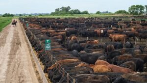 Parlamento Europeu e Estados-Membros discutem salvaguardas do Mercosul