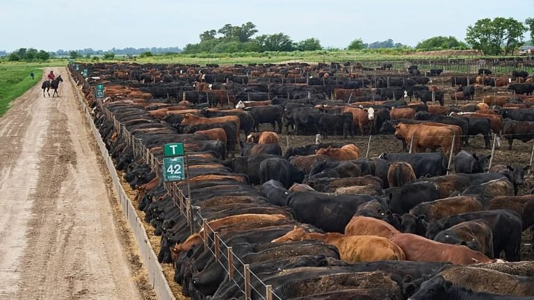 Parlamento Europeu e Estados-Membros discutem salvaguardas do Mercosul