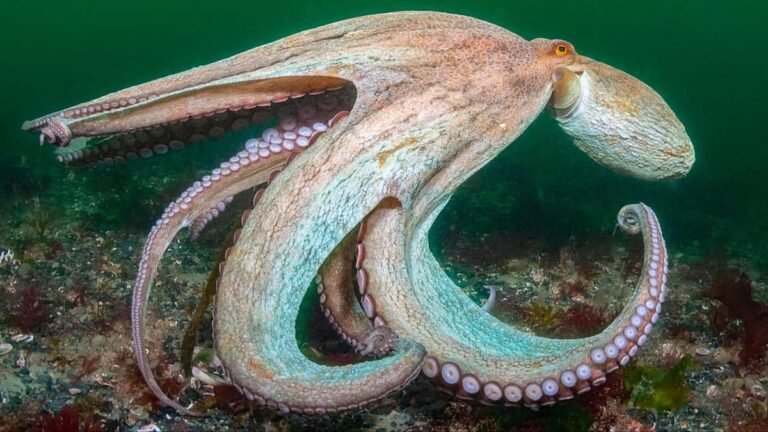 Reino Unido regista surto recorde de polvos com mares mais quentes
