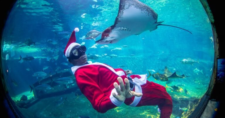 IN PICS | Christmas celebrations from underwater to around the world