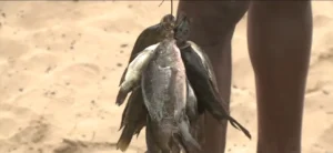A DRAMÁTICA SOBREVIVÊNCIA DE MAGOANINE: O LAGO DA DESGRAÇA QUE PARIU UM CARIL DE ÁGUA DOCE