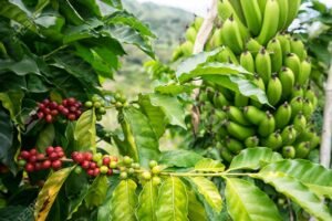 BANANA E CAFÉ: Guijá perde produção e…