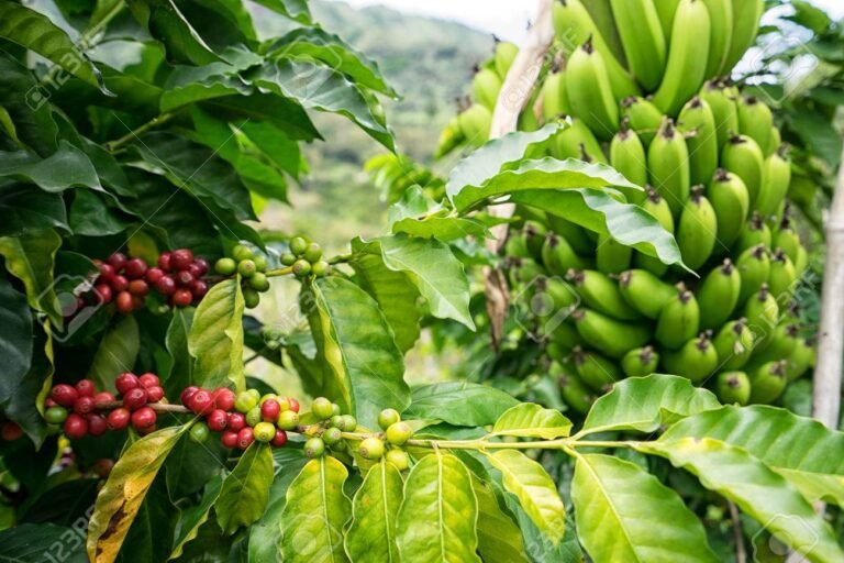 BANANA E CAFÉ: Guijá perde produção e...