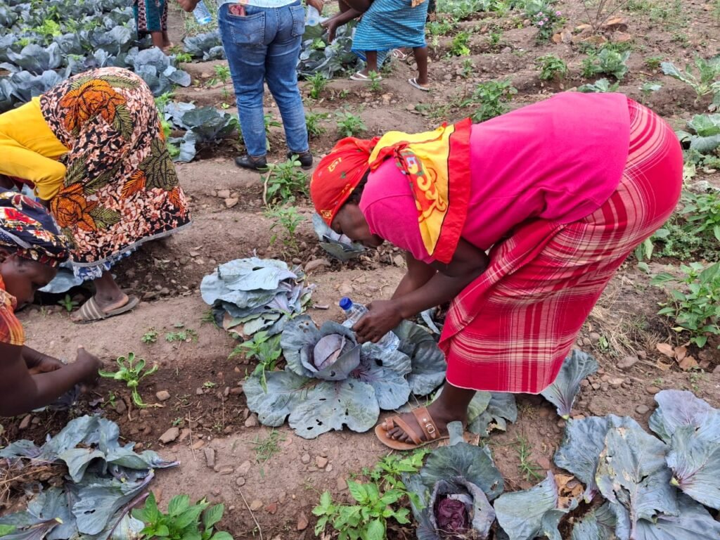 Maputo aprova Plano Operacional de...