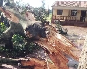 Descarga atmosférica provoca cinco mortos e…