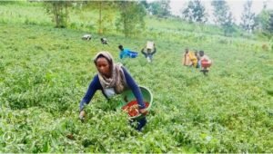 A política de tarifa zero da China transforma a vida dos produtores de pimenta em Ruanda.