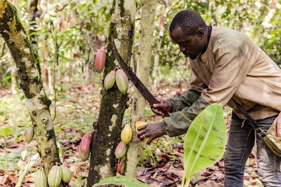 Sekiss Enyeh Bayere colhe uma vagem de cacau em sua plantação nos arredores de Buea, capital da Região Sudoeste de Camarões, em 8 de abril de 2026. (Foto de Muleng Timngum/Xinhua)
