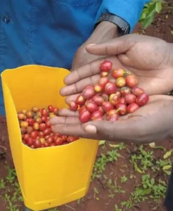 Indústria de café do Quênia vê um futuro mais promissor sob a política de tarifas zero da China