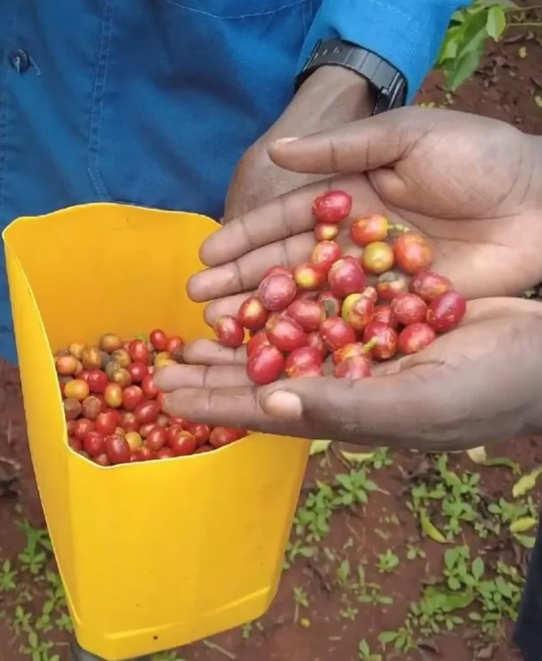 Indústria de café do Quênia vê um futuro mais promissor sob a política de tarifas zero da China