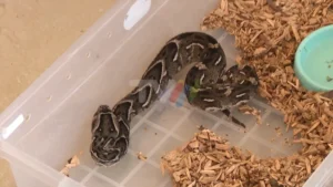 UEM inaugura primeiro serpentário para produzir soros