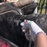 vacinação de gado Gaza Moçambique, carbúnculo sintomático bovino, dermatose nodular vacinação, pecuária Gaza cheias, segurança alimentar Moçambique