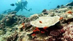 Moçambique celebra dia dos oceanos e lança crescendo azul