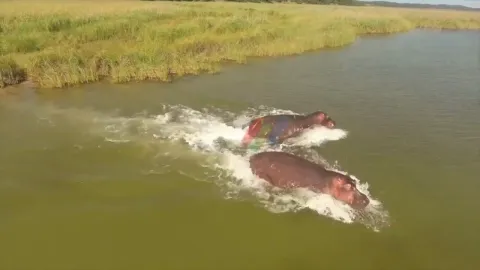 Hipopótamos devastam culturas e agravam conflito homem-fauna bravia em Catuane